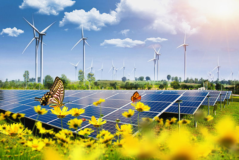 butterflies in front of field of windmills