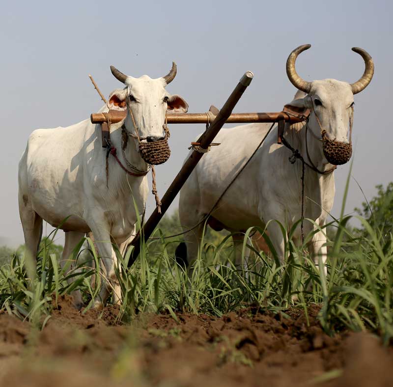 two cows pulling plough